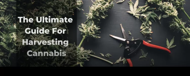 Tips for Harvesting, Drying and Curing!