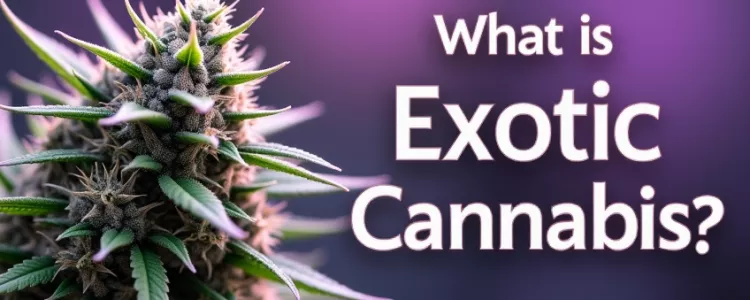 Exploring the World of Exotics!