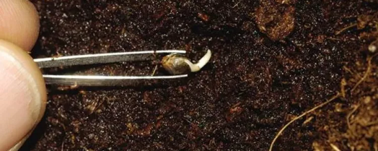 Tips to Plant Germinated Cannabis Seeds!