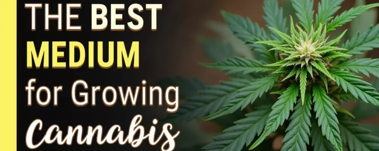Ideal Growing Mediums for Cannabis!