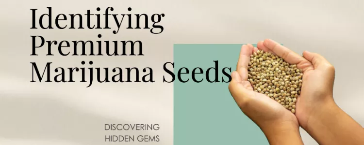 Tips to Identify Premium Cannabis Seeds!