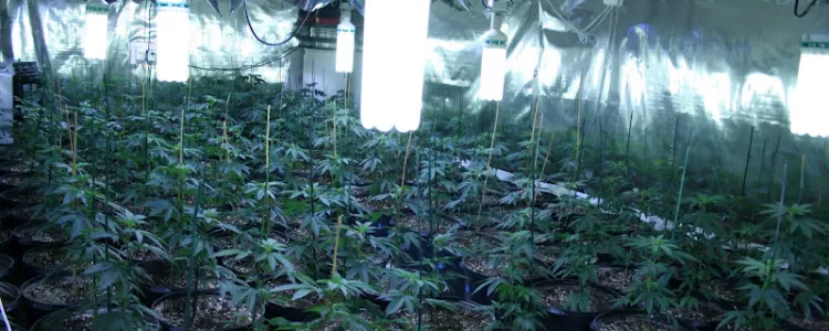 10 Tips for Growing Cannabis Indoors!