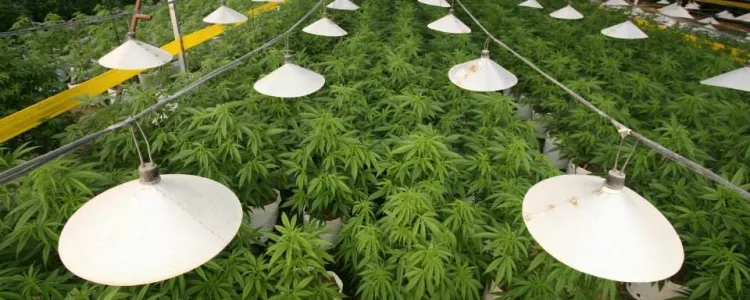 10 Tips for Maximizing Cannabis Yields!