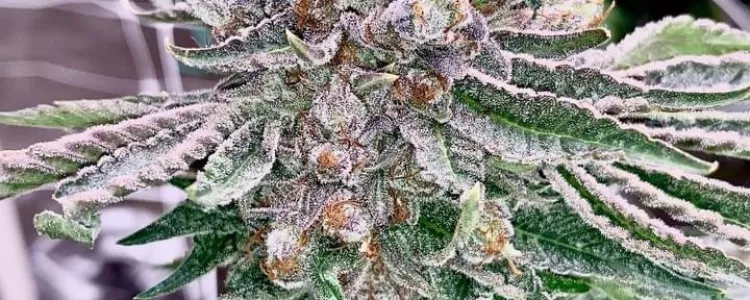 Reeferman's Pink Kush Feminized!
