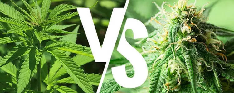 Characteristics of Indica and Sativa!