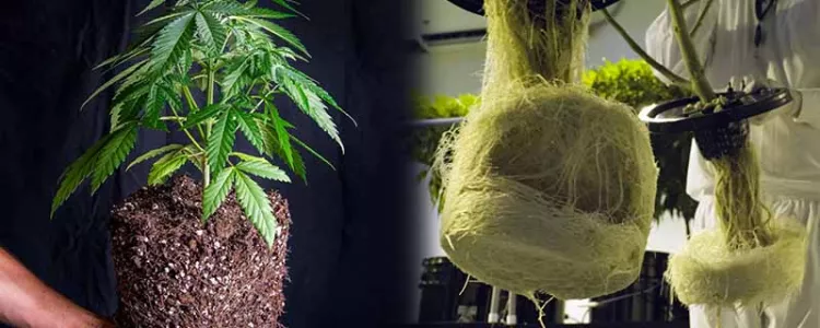 Selecting Cannabis Cultivation Methods!