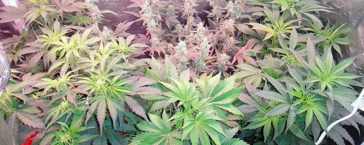 Autoflowering
