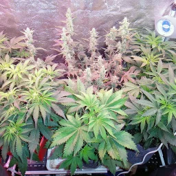 Autoflowering