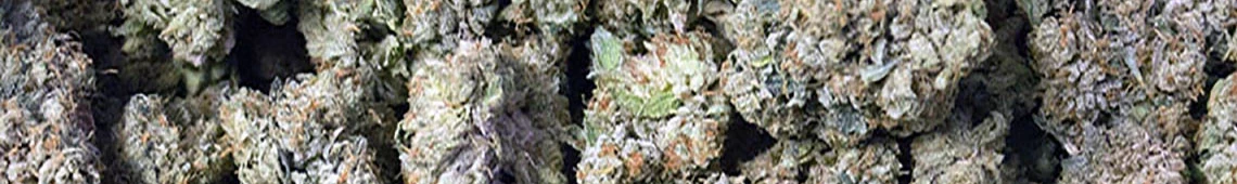 World's Best Genetics